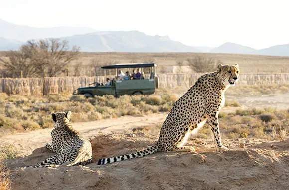 Bucket-List Safaris
